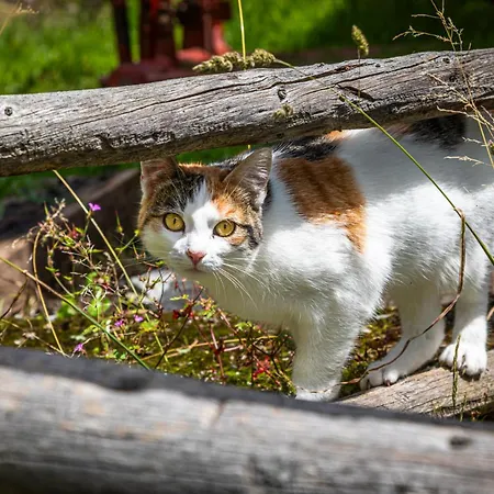 Krametergut Sankt Michael im Lungau