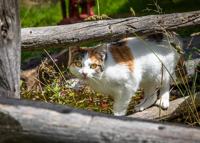 Krametergut Sankt Michael im Lungau